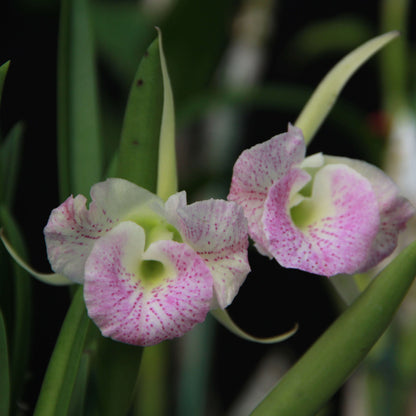 Brassocattleya (Cattleya Moscombe × Brassavola nodosa)