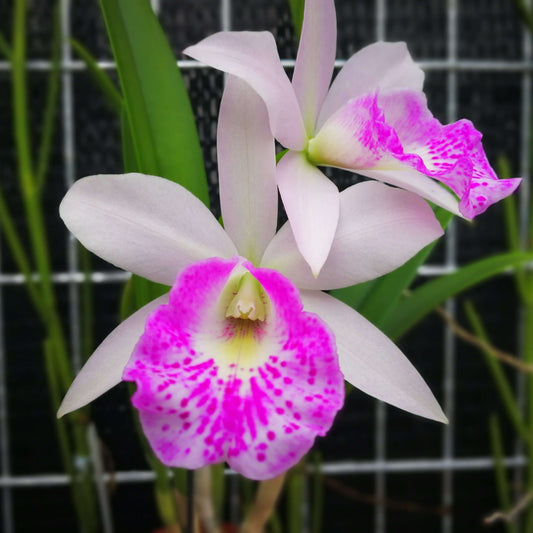 Brassocattleya (Mem. Robert Strait × nodosa)