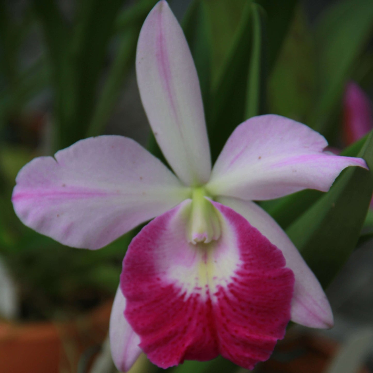 Brassocattleya (Mem. Robert Strait × nodosa)