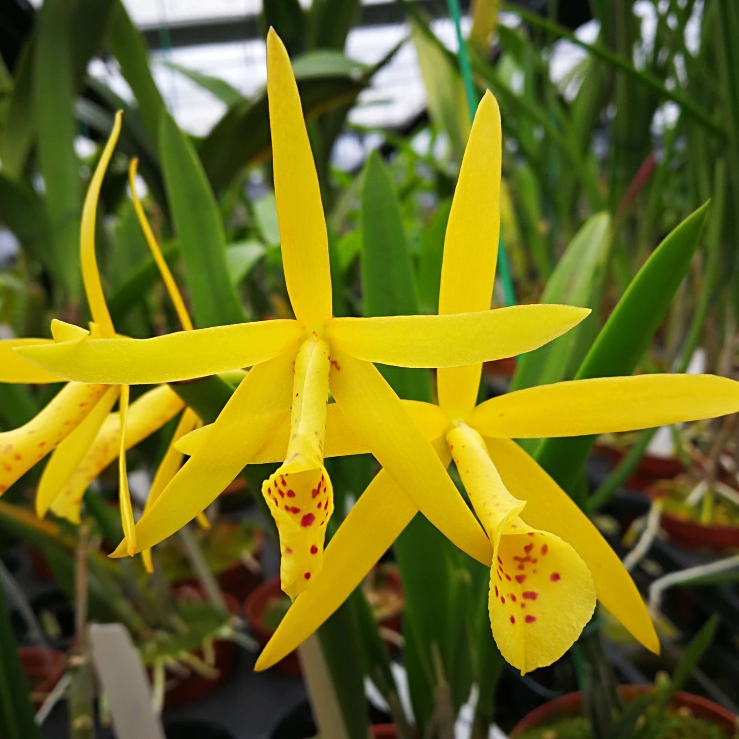 Brassocattleya (Richard Mueller × (Cherry Torte × harporphylla))
