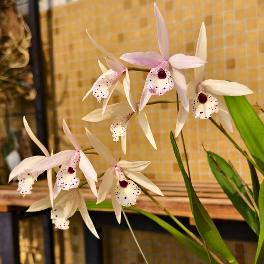Brassolaeliocattleya Petite Stars is an orchid hybrid resulting from a cross between Brassocattleya Richard Mueller × Laelia rubescens (*syn. Cattleya rubescens). This hybrid is characterized by its star-shaped flowers, typically displayed in soft shades of pink to yellow, with blooms often featuring a funnel-shaped pink lip marked with red spotting, giving the flowers an elegant and refined appearance.