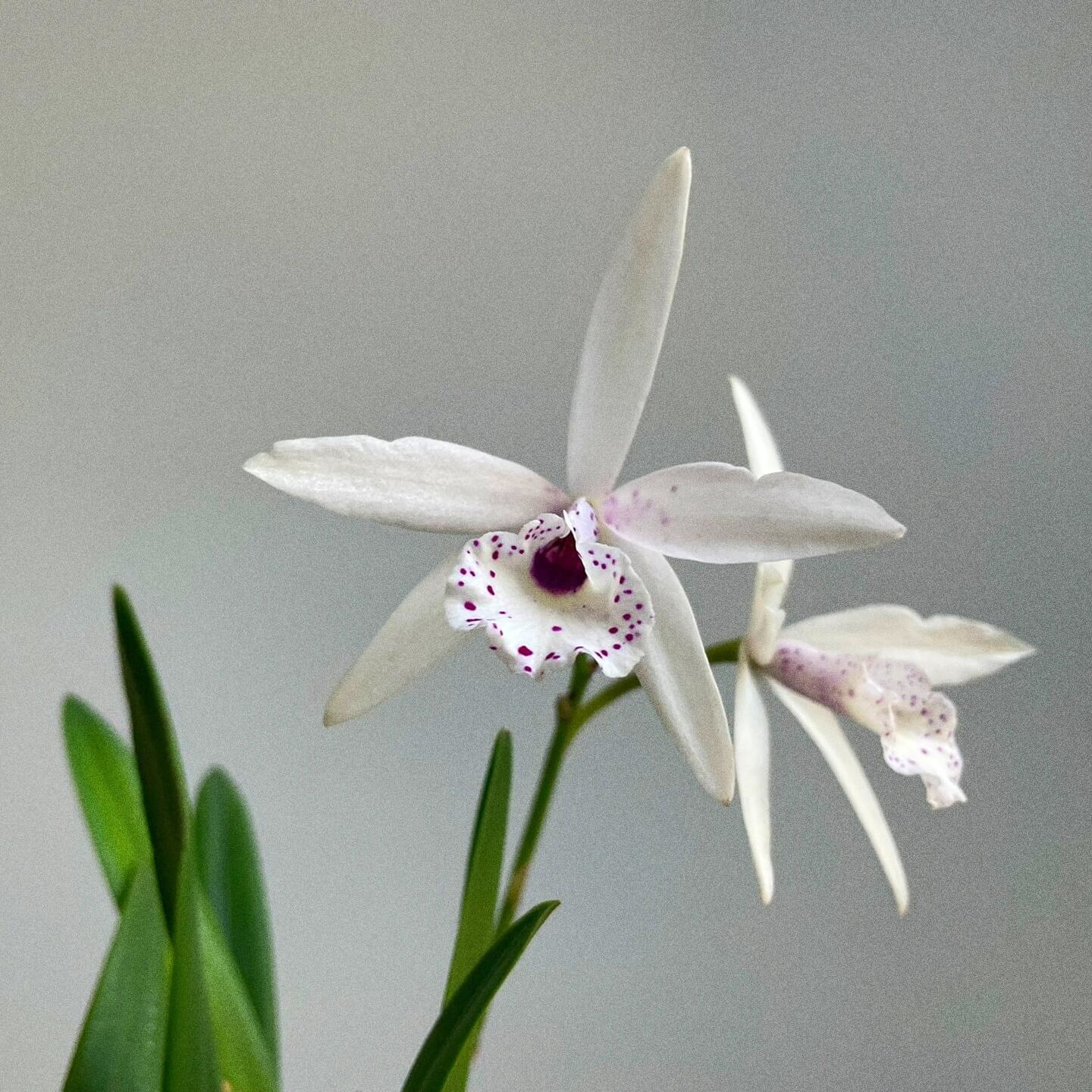 Brassolaeliocattleya Petite Stars is an orchid hybrid resulting from a cross between Brassocattleya Richard Mueller × Laelia rubescens (*syn. Cattleya rubescens). This hybrid is characterized by its star-shaped flowers, typically displayed in soft shades of pink to yellow, with blooms often featuring a funnel-shaped pink lip marked with red spotting, giving the flowers an elegant and refined appearance.
