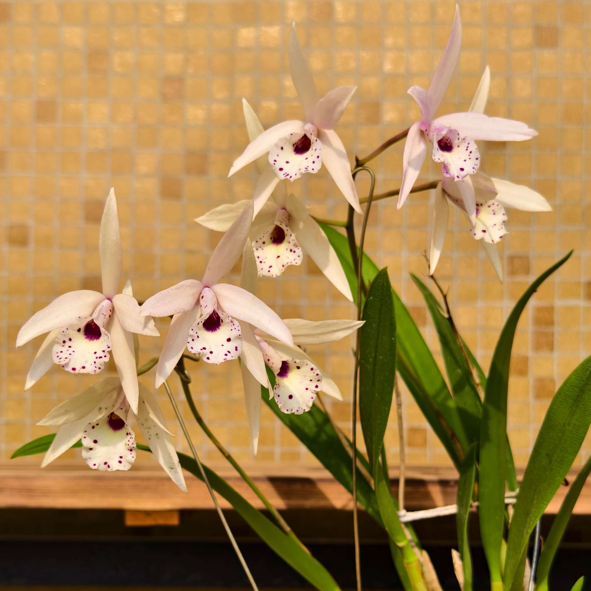 Brassolaeliocattleya Petite Stars is an orchid hybrid resulting from a cross between Brassocattleya Richard Mueller × Laelia rubescens (*syn. Cattleya rubescens). This hybrid is characterized by its star-shaped flowers, typically displayed in soft shades of pink to yellow, with blooms often featuring a funnel-shaped pink lip marked with red spotting, giving the flowers an elegant and refined appearance.