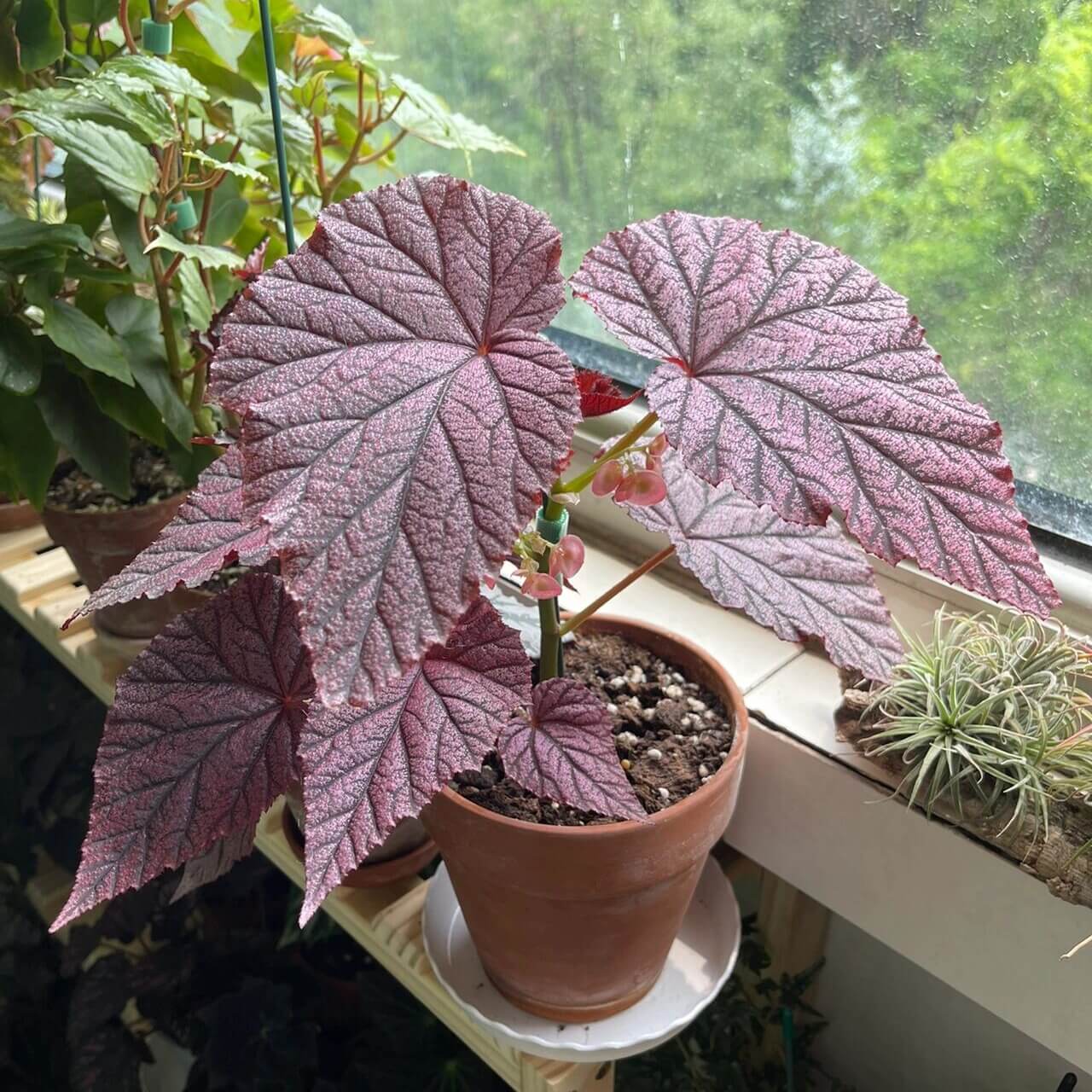 Begonia Tingley Mallet is a classic European begonia hybrid, created from a cross between Begonia ‘Eldorado’ and Begonia Incarnata in the late 19th century. It is admired for its purplish-red leaves covered with fine, velvet-like hairs, giving the foliage a rich, soft texture. The plant also produces vibrant, pendulous pink flowers that stand out beautifully against the dark leaves, making it a graceful and timeless showpiece for any indoor garden or shaded conservatory.