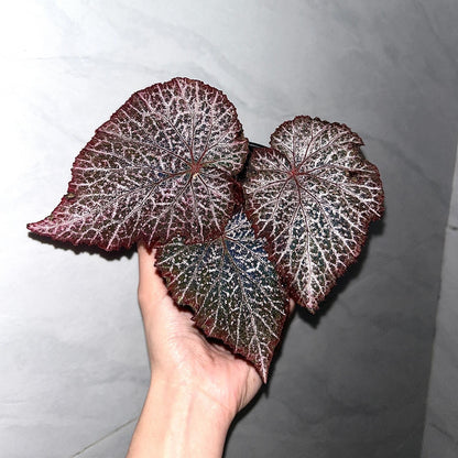 The Begonia Chocolate Lace is a decorative-leaf variety known for its eye-catching foliage. The deep black or dark purple leaves are adorned with a silver lace-like pattern, adding an elegant touch to any room. Ideal for indoor spaces, this begonia will bring a unique and sophisticated flair to your home decor.