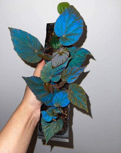 Begonia pavonina, often referred to as the Peacock Begonia, is a striking and visually captivating plant. Known for its unique, iridescent leaves that resemble the vibrant colors of a peacock's feathers, this begonia is a true showstopper in any indoor garden.