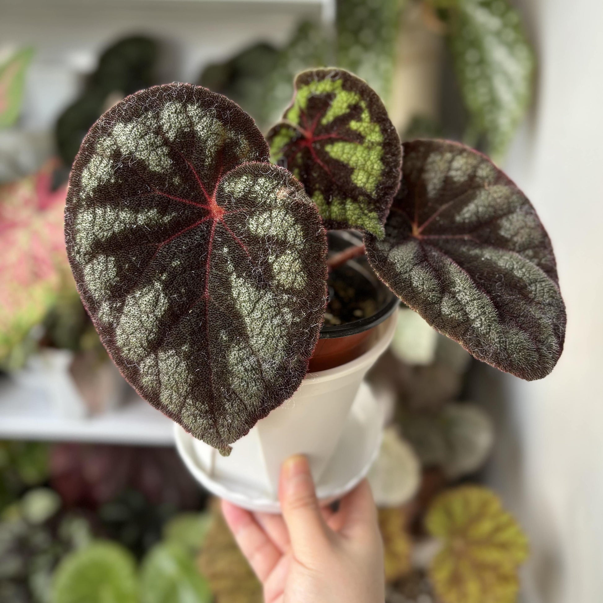 Begonia picturata is a unique rhizomatous begonia species native to the limestone regions of Guangxi, China. The leaf edges are gently wavy, and the underside of the leaves showcases a rich red color. The plant’s flower clusters feature white petals with yellow stamens, blooming between May and July.