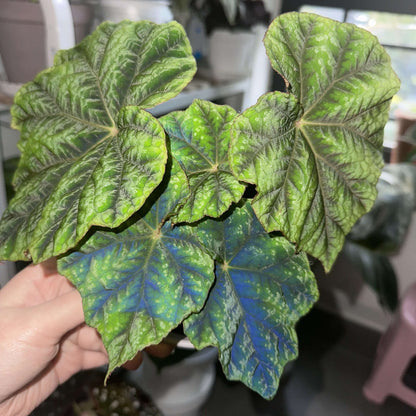 Origin: Native to the Shiwanshan region of China, this begonia species is found in subtropical, mountainous areas with a relatively mild climate. It’s known for its distinctive appearance and slow growth. Features: Leaves: The plant has large, rounded, and somewhat glossy leaves. The leaves feature dark green coloration with attractive silver patterns or spots, giving it a stunning contrast. The edges of the leaves are slightly serrated and can have a reddish tint on the undersides.