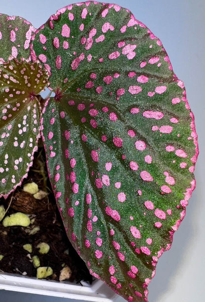 Begonia sirukitii is a stunning plant native to the rainforests of Sarawak, Borneo, known for its unique appearance and striking foliage. Its deep green leaves are adorned with vibrant pink spots, and the asymmetrical shape of the leaves gives it a one-of-a-kind beauty. Ideal for placement in terrariums or humid indoor spaces, this plant is well-suited for experienced plant enthusiasts who appreciate the challenge of caring for a rare and exotic species with specific growth requirements.