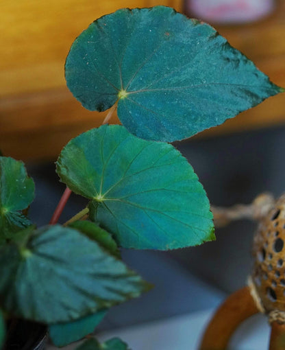 Begonia pavonina, often referred to as the Peacock Begonia, is a striking and visually captivating plant. Known for its unique, iridescent leaves that resemble the vibrant colors of a peacock's feathers, this begonia is a true showstopper in any indoor garden.