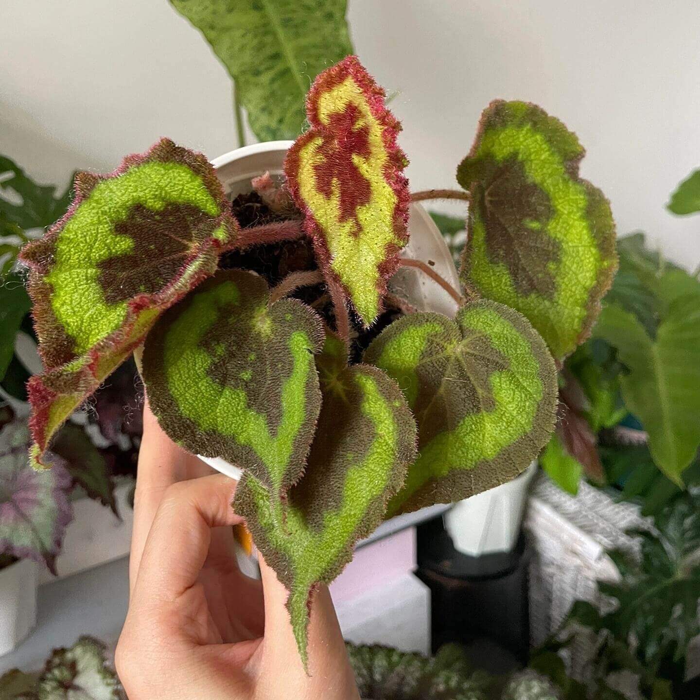 Begonia picturata is a unique rhizomatous begonia species native to the limestone regions of Guangxi, China. The leaf edges are gently wavy, and the underside of the leaves showcases a rich red color. The plant’s flower clusters feature white petals with yellow stamens, blooming between May and July.