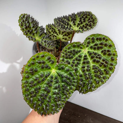 Begonia ferox, commonly known as the "Troll Begonia" or "Fierce Begonia," is a captivating species native to the limestone regions of Guangxi, China. It is renowned for its striking dark green leaves adorned with raised, blackish-brown conical structures called bullae, which give it a dramatic, spiky appearance. These bullae, though sharp in appearance, are actually soft to the touch.