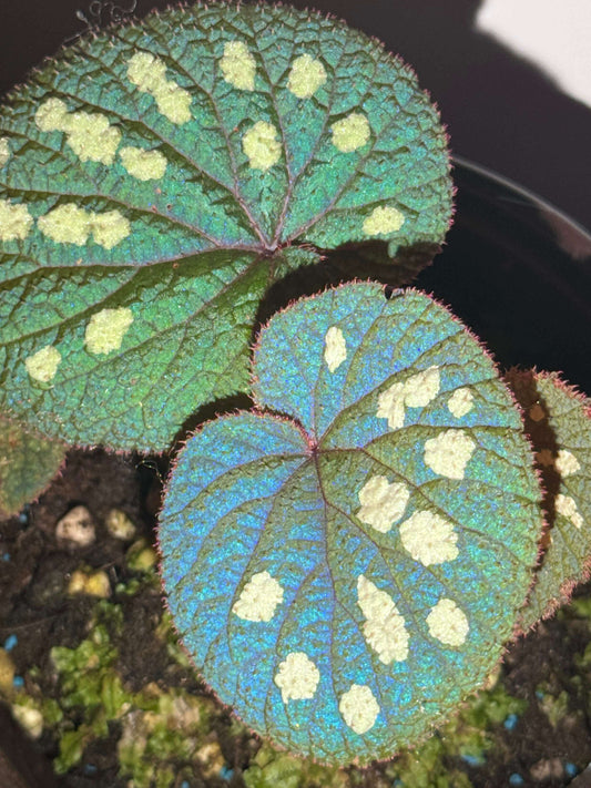 Begonia gulinqingensis is a rare and exquisite species native to China, known for its stunning green leaves adorned with distinctive white spots. This unique begonia thrives in the cool, humid conditions found at an altitude of approximately 1,730 meters in forested meadows. The plant flourishes in an environment with a temperature of around 16.9°C (62.4°F) and high humidity levels of over 85%.