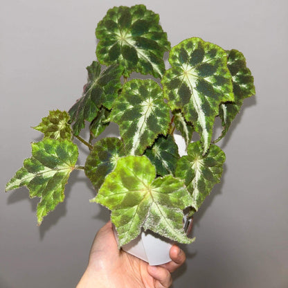 Begonia Luzhaiensis Var has white leaf veins on the upper side of its leaves, distinguishing it from Begonia Luzhaiensis. Native to the limestone regions of Guangxi, China, this begonia brings a refreshing touch of greenery to any collection with its unique and smooth, vibrant green leaves.