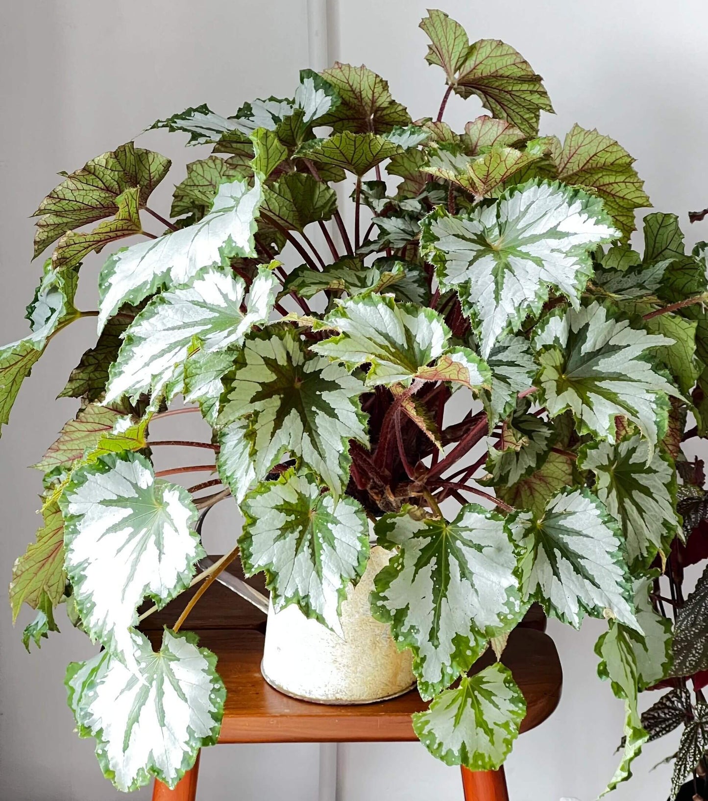 The Begonia Plant Bird boasts large, distinctive leaves with bold, eye-catching patterns. The leaves are a rich green with a notable silver-white sheen on the surface, creating a stunning contrast. The overall shape of the leaves resembles that of a rounded maple leaf. In low-light environments, the green parts of the leaves display a fluorescent reaction, adding a dynamic touch.