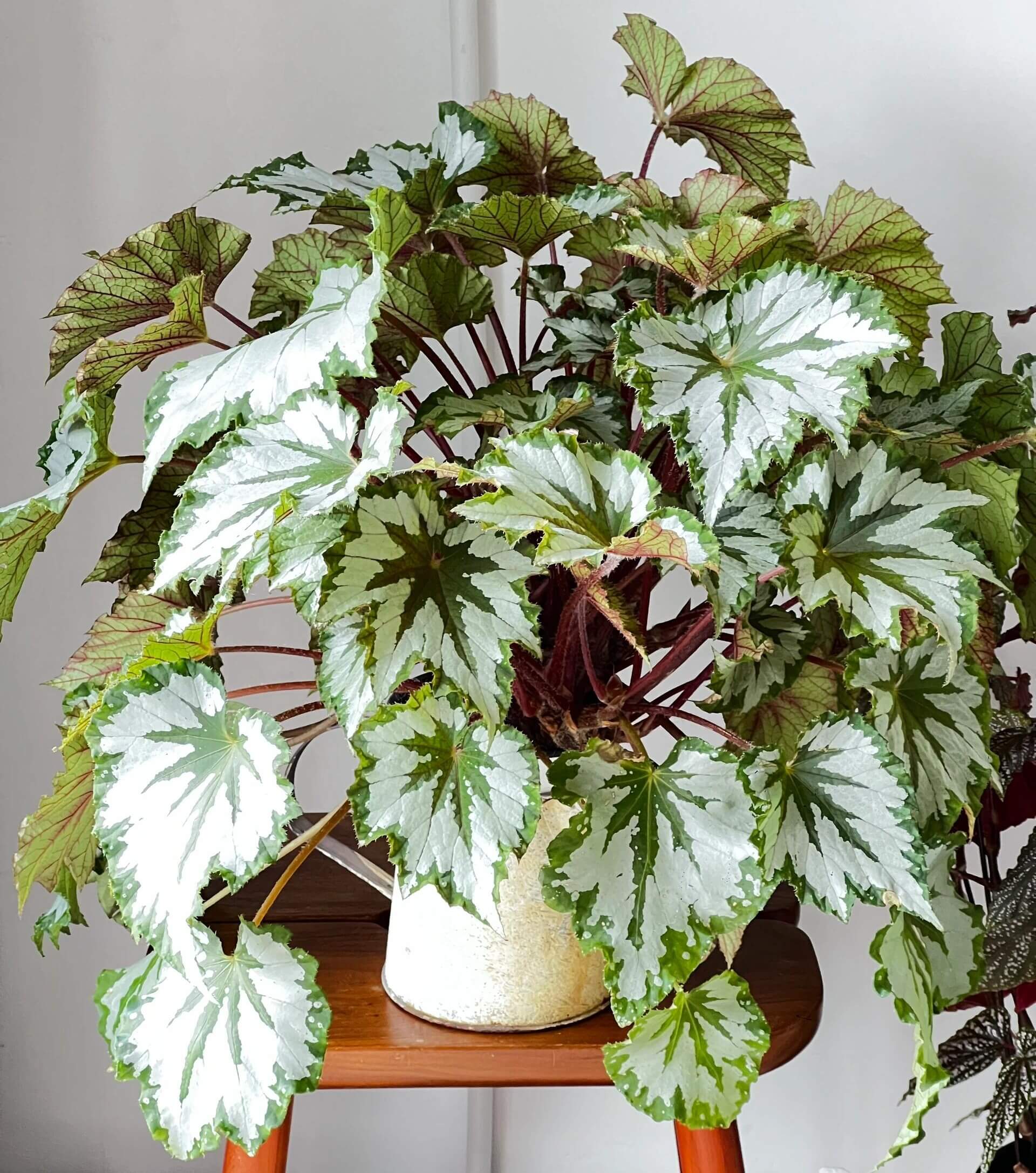 The Begonia Plant Bird boasts large, distinctive leaves with bold, eye-catching patterns. The leaves are a rich green with a notable silver-white sheen on the surface, creating a stunning contrast. The overall shape of the leaves resembles that of a rounded maple leaf. In low-light environments, the green parts of the leaves display a fluorescent reaction, adding a dynamic touch.