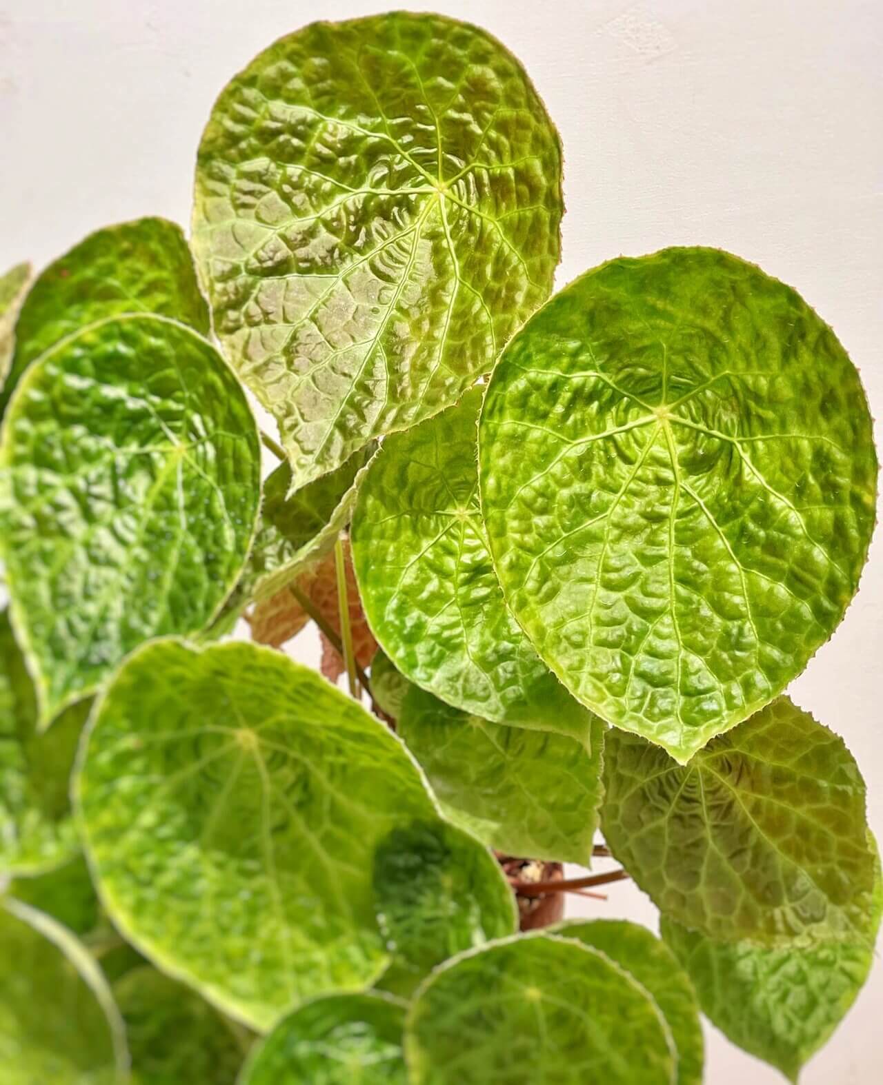Begonia natunaensis is indeed a rare and captivating rhizomatous species, native to Mt. Ranai on the Natuna Islands (Indonesia), described in 2014. It’s prized among collectors for its textured leaves and compact form.
