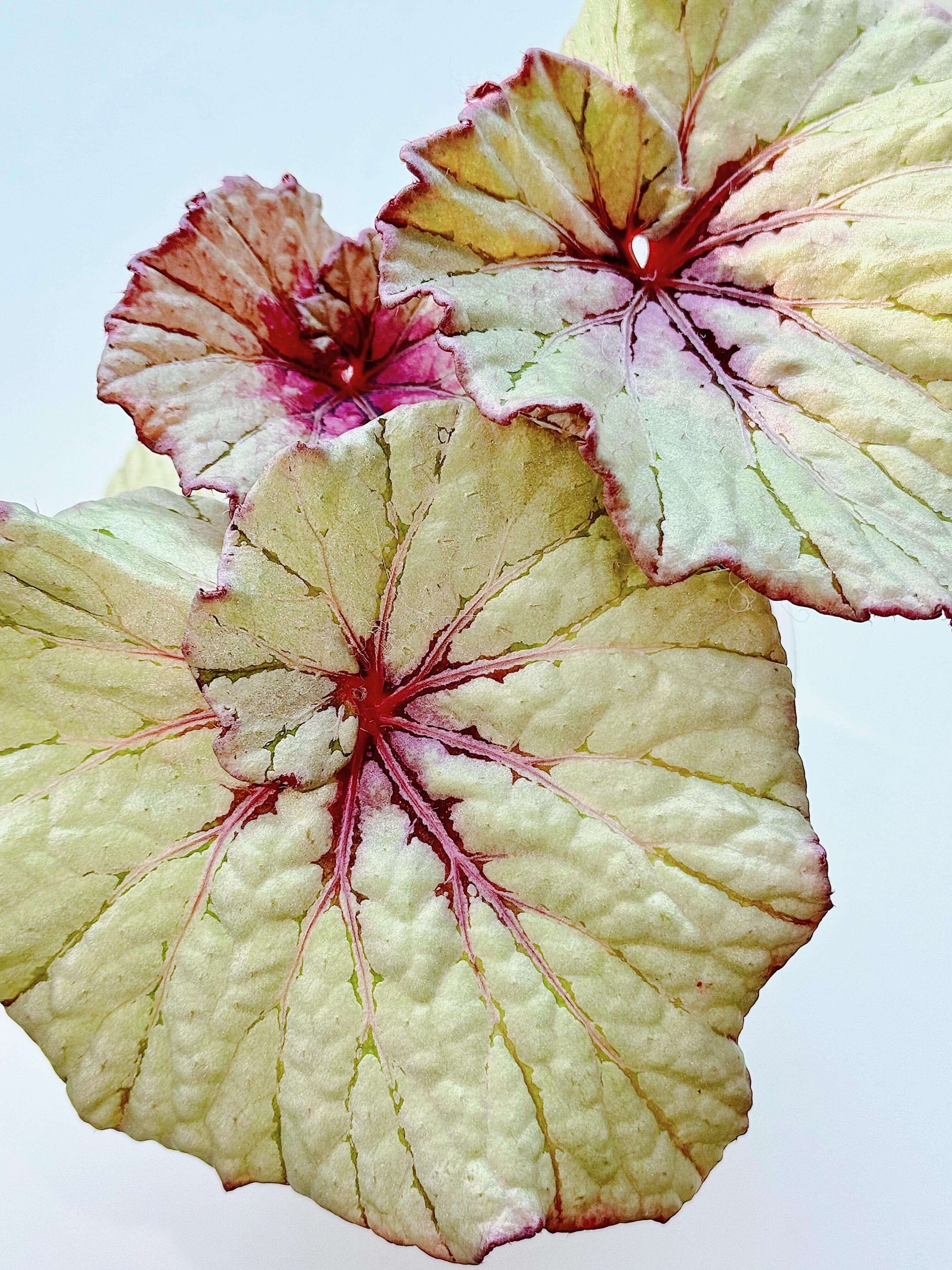 Begonia Vasilisa is a stunning ornamental begonia variety developed by the renowned Dimetris breeders. This begonia catches the eye with its large, satin-like leaves featuring a unique color pattern that adds elegance to any indoor space.