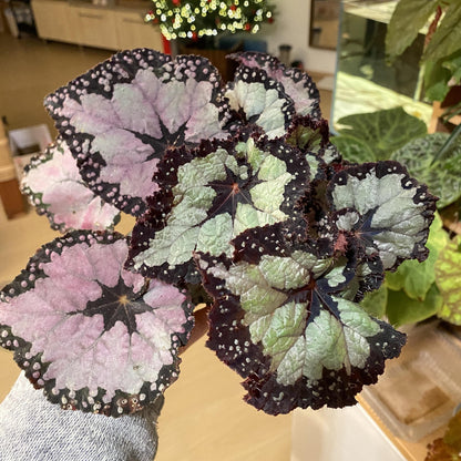 Begonia ‘Dolce Vita’ is a stunning hybrid begonia created by Ukrainian hybridizer Елена Еникеева. It has striking, heart-shaped leaves with a gradient of colors ranging from deep olive green or burgundy to silvery or metallic tones, which shift subtly with different angles of light.