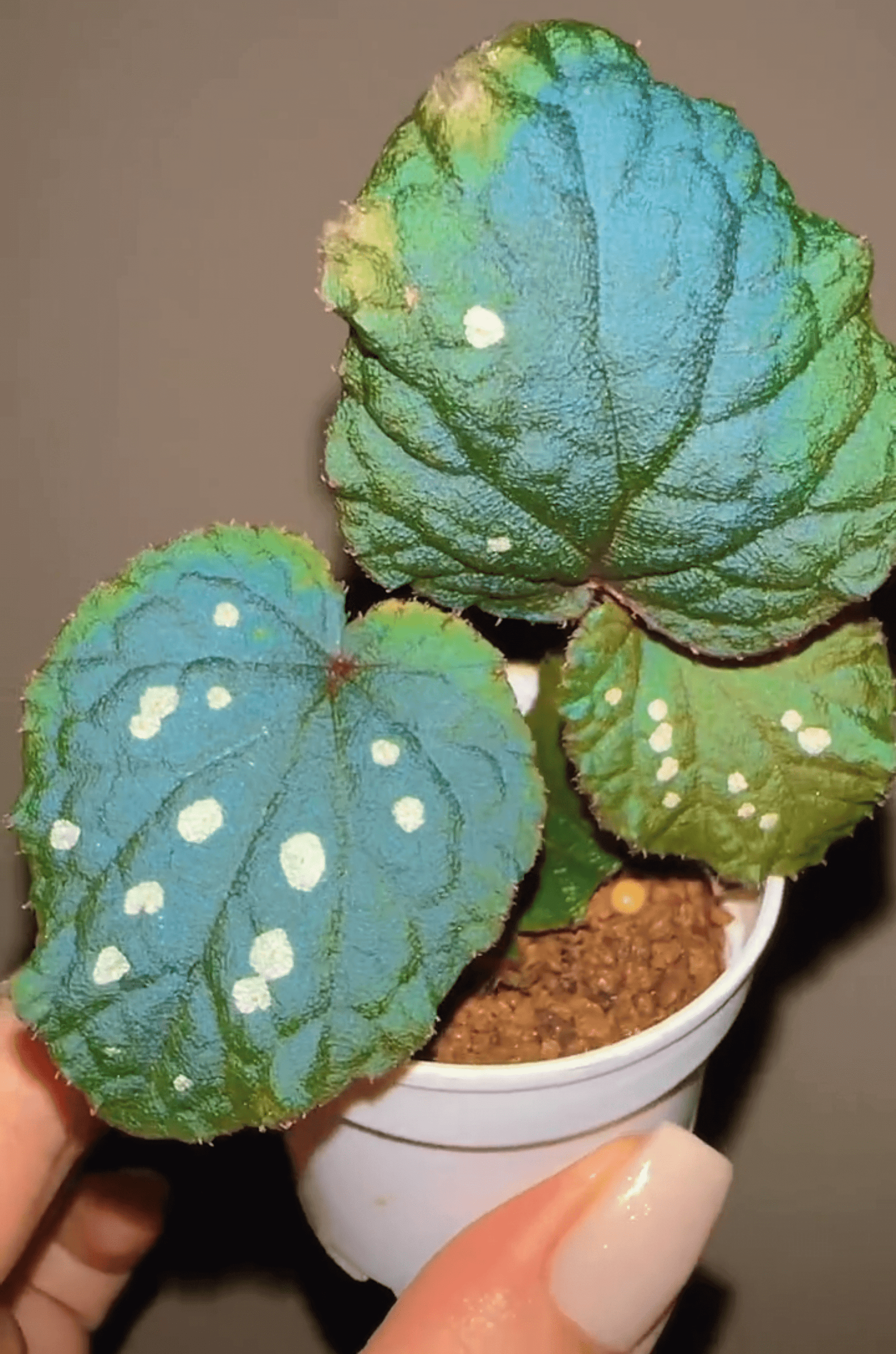 Begonia erectocarpa, also known as the Tuyen Quang begonia, is a rare and striking species native to Vietnam’s Tuyen Quang province. This begonia is renowned for its beautifully patterned leaves, which are dark green with prominent white spots. Under low-light conditions, the leaves transform into a soft blue hue, making it an even more captivating addition to your plant collection.