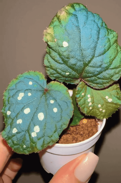 Begonia erectocarpa, also known as the Tuyen Quang begonia, is a rare and striking species native to Vietnam’s Tuyen Quang province. This begonia is renowned for its beautifully patterned leaves, which are dark green with prominent white spots. Under low-light conditions, the leaves transform into a soft blue hue, making it an even more captivating addition to your plant collection.