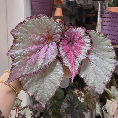 Begonia February – A stunning ornamental Begonia variety with silver-pink shimmering leaves, perfect for adding a touch of elegance to any home or garden.