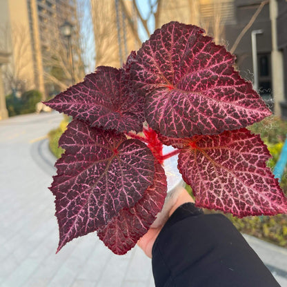 The Begonia Chocolate Lace is a decorative-leaf variety known for its eye-catching foliage. The deep black or dark purple leaves are adorned with a silver lace-like pattern, adding an elegant touch to any room. Ideal for indoor spaces, this begonia will bring a unique and sophisticated flair to your home decor.