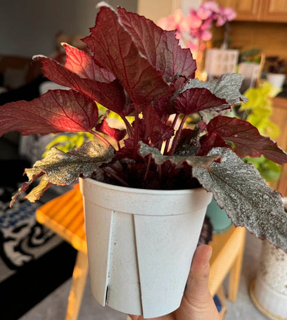 Begonia Beleaf 'Yukon Frost' is a beautiful hybrid begonia that adds an elegant touch to any indoor space. With its unique silver-speckled leaves and vibrant red undersides, this begonia is a standout plant, perfect for enhancing your home or office decor.