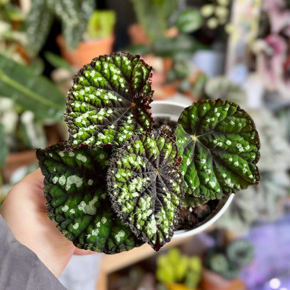 Begonia Little Bead is a decorative-leaf variety introduced by breeders Pavel and Elena Enikeev (Dimetris). It belongs to the Rex group and has a medium-sized growth habit. This begonia is known for its striking green leaves, which are dotted with round, bead-like spots, giving it a unique and eye-catching appearance.