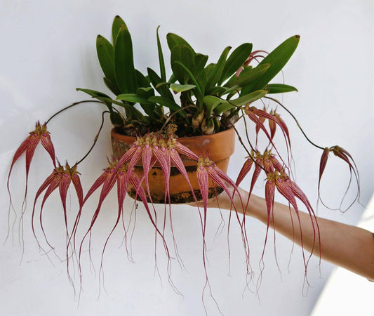 Bulbophyllum Elizabeth Ann 'Buckleberry' is a hybrid orchid resulting from the cross between Bulbophyllum rothschildianum and Bulbophyllum longissimum. This hybrid has gained acclaim for its striking appearance and was awarded the First Class Certificate (FCC) by the American Orchid Society (AOS), a testament to its exceptional quality.