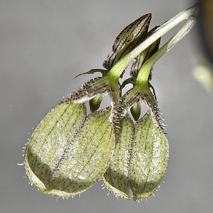 Bulbophyllum polliculosum is a rare and captivating miniature orchid species native to Southeast Asia, particularly found in regions like Myanmar, Thailand, Vietnam, and Laos. Known for its unique growth habit and delicate flowers, this orchid is a fascinating subject for orchid enthusiasts. Due to its specific environmental requirements, it thrives in warm, humid conditions, making it well-suited for terrariums, where humidity and temperature can be carefully controlled to replicate its natural habitat.