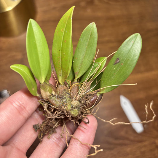 Bulbophyllum aestivale is a miniature orchid species native to the Philippines, known for its delicate, yellowish flowers with subtle markings. These blooms grow along slender inflorescences and emit a distinctive scent reminiscent of Dutch cheese.