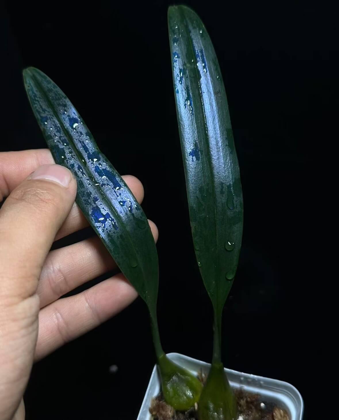 Bulbophyllum aff. thydoi, native to northern Vietnam, is notable for its leaves that display a metallic blue sheen, reflecting light with a striking iridescent effect that shifts depending on the viewing angle.