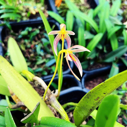 Bulbophyllum affine is native to the tropical and subtropical regions of Asia, including the Himalayas, India, Myanmar, Thailand, Laos, and parts of Southeast Asia. This epiphytic orchid is typically found in tropical and subtropical forests at elevations ranging from 450 to 1,200 meters (1,500 to 4,000 feet).