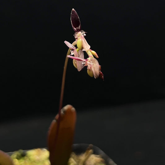 Bulbophyllum alcicorne is a diminutive epiphytic orchid described by C.S.P. Parish & Rchb.f. It belongs to Bulbophyllum section Brachystachyae and is found in Myanmar, Malaysia, and Thailand, typically at elevations between 400–650 m.