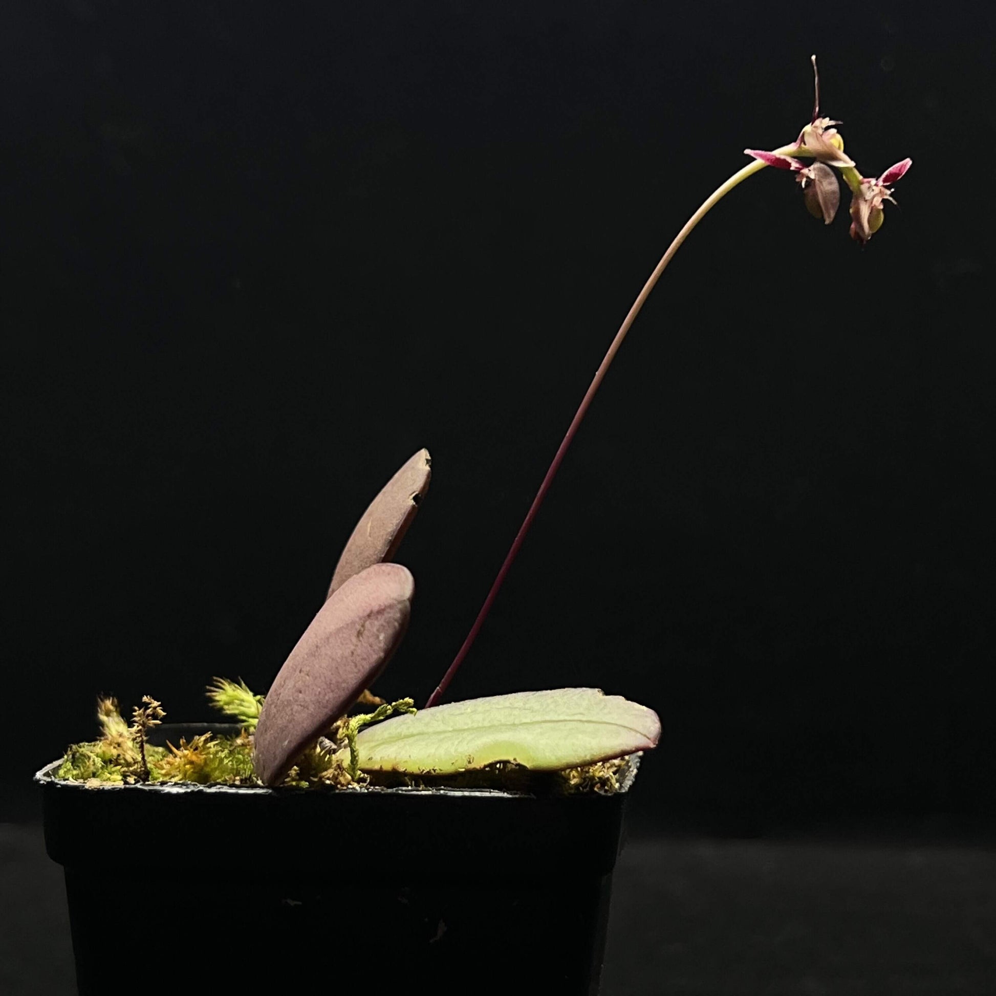 Bulbophyllum alcicorne is a diminutive epiphytic orchid described by C.S.P. Parish & Rchb.f. It belongs to Bulbophyllum section Brachystachyae and is found in Myanmar, Malaysia, and Thailand, typically at elevations between 400–650 m.
