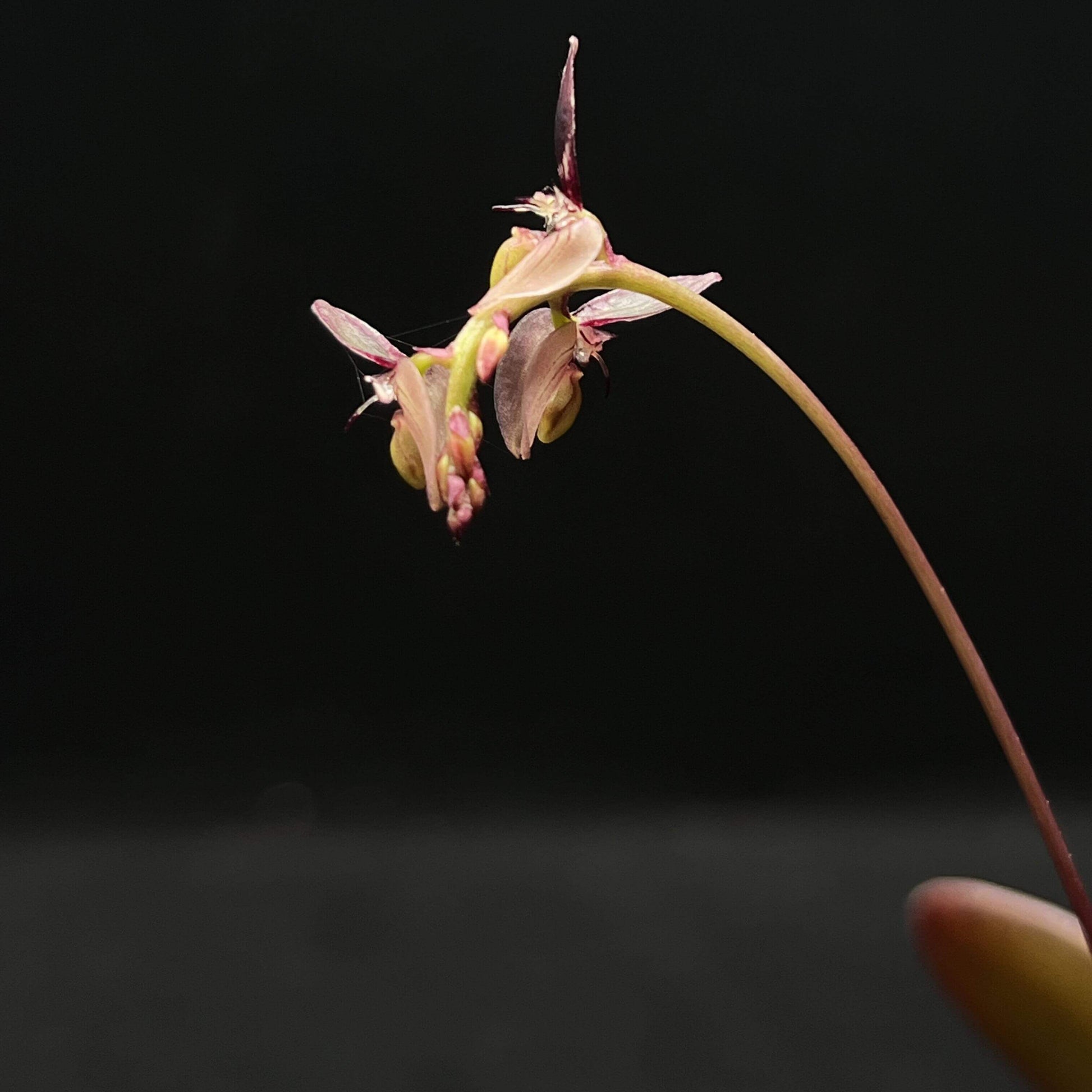 Bulbophyllum alcicorne is a diminutive epiphytic orchid described by C.S.P. Parish & Rchb.f. It belongs to Bulbophyllum section Brachystachyae and is found in Myanmar, Malaysia, and Thailand, typically at elevations between 400–650 m.