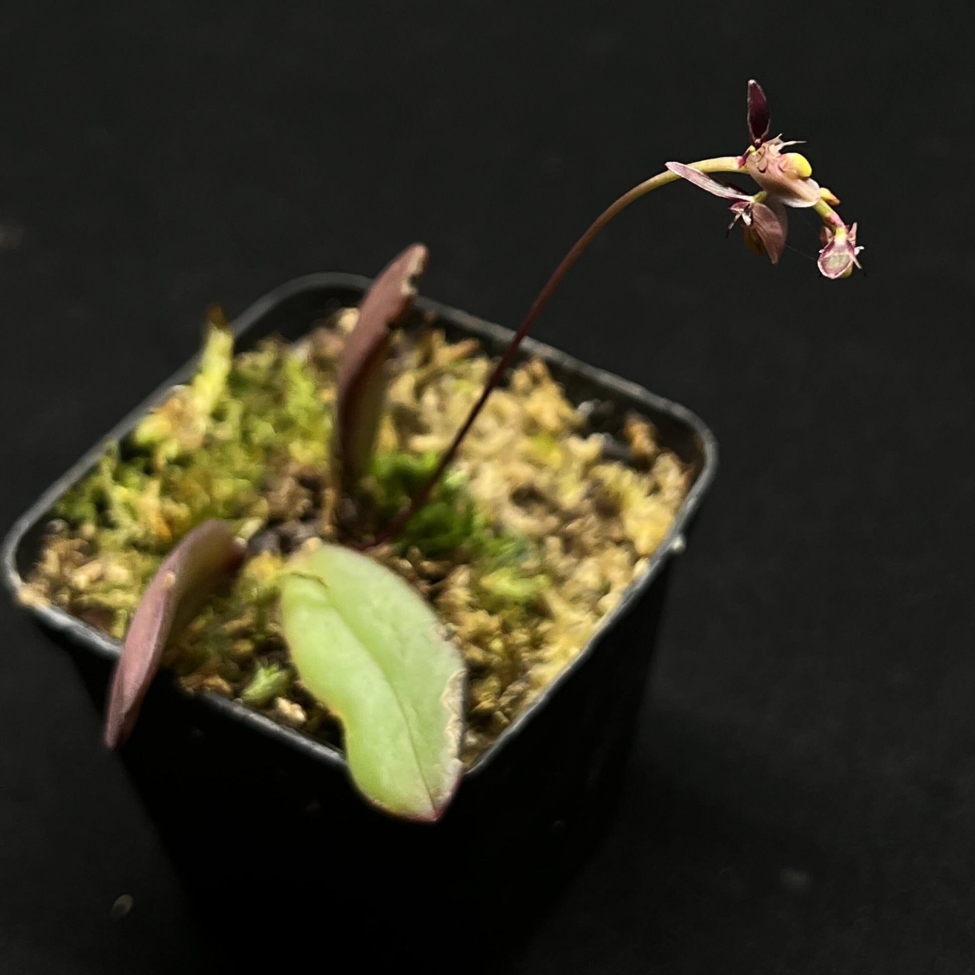 Bulbophyllum alcicorne is a diminutive epiphytic orchid described by C.S.P. Parish & Rchb.f. It belongs to Bulbophyllum section Brachystachyae and is found in Myanmar, Malaysia, and Thailand, typically at elevations between 400–650 m.