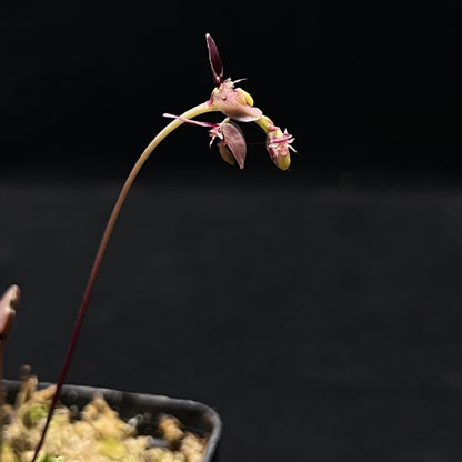 Bulbophyllum alcicorne is a diminutive epiphytic orchid described by C.S.P. Parish & Rchb.f. It belongs to Bulbophyllum section Brachystachyae and is found in Myanmar, Malaysia, and Thailand, typically at elevations between 400–650 m.