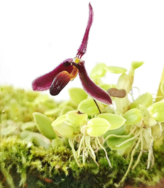 Bulbophyllum alkmaarense J.J.Sm. (1911) is a recognized species of the genus Bulbophyllum, belonging to section Codonosiphon. Native to the Maluku Islands (Moluccas) and New Guinea, this miniature epiphyte inhabits humid forests at medium to high elevations, typically between 1,500 and 2,500 meters.
