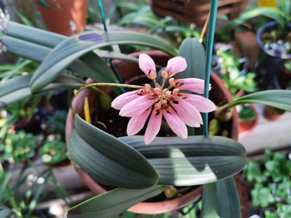 Bulbophyllum andersonii is a miniature epiphytic orchid native to regions including northern Vietnam, southern China, Myanmar, and parts of India such as Sikkim and Assam. It thrives at elevations ranging from 500 to 1,600 meters above sea level, typically growing on tree trunks and rocks in humid, shaded environments.