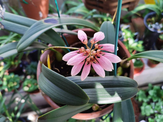 Bulbophyllum andersonii is a miniature epiphytic orchid native to regions including northern Vietnam, southern China, Myanmar, and parts of India such as Sikkim and Assam. It thrives at elevations ranging from 500 to 1,600 meters above sea level, typically growing on tree trunks and rocks in humid, shaded environments.