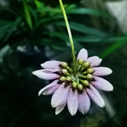 Bulbophyllum andersonii is a miniature epiphytic orchid native to regions including northern Vietnam, southern China, Myanmar, and parts of India such as Sikkim and Assam. It thrives at elevations ranging from 500 to 1,600 meters above sea level, typically growing on tree trunks and rocks in humid, shaded environments.