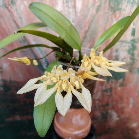 Bulbophyllum annandalei is a miniature orchid species native to the montane forests of peninsular Thailand and Malaysia, typically found at elevations around 1,000 meters. This epiphytic orchid is characterized by its conical pseudobulbs and a single, thick, blunt leaf. It produces small, yellowish flowers with red and brown markings, which emit a strong, somewhat unpleasant fragrance.