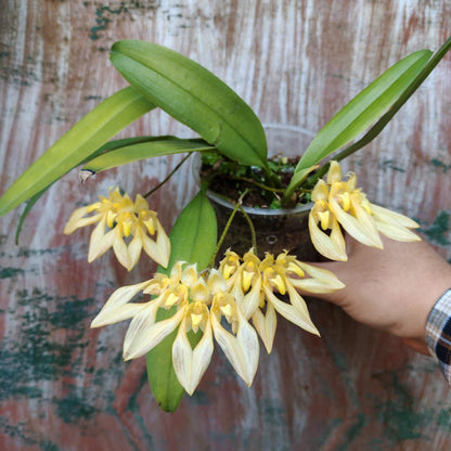 Bulbophyllum annandalei is a miniature orchid species native to the montane forests of peninsular Thailand and Malaysia, typically found at elevations around 1,000 meters. This epiphytic orchid is characterized by its conical pseudobulbs and a single, thick, blunt leaf. It produces small, yellowish flowers with red and brown markings, which emit a strong, somewhat unpleasant fragrance.