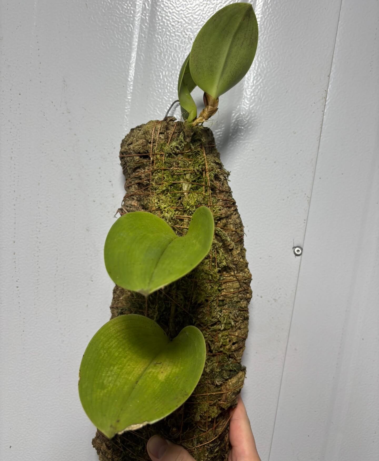 Bulbophyllum beccarii is native to Borneo, where it grows in lowland and peat swamp forests from sea level up to about 600 m. It is unusually large for a Bulbophyllum and has a thick, creeping rhizome that snakes around tree trunks, with egg-shaped pseudobulbs spaced along the rhizome.