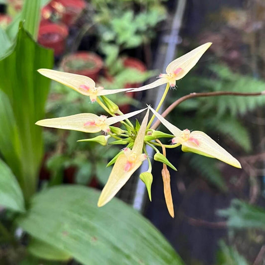 Bulbophyllum blepharistes is a mini-miniature, bifoliate epiphytic orchid species found in Assam, Thailand, Myanmar, Laos, Vietnam, and Malaysia. It inhabits evergreen, semi-deciduous, and deciduous dry lowland forests and savanna-like woodlands at elevations ranging from sea level to 1,700 meters.