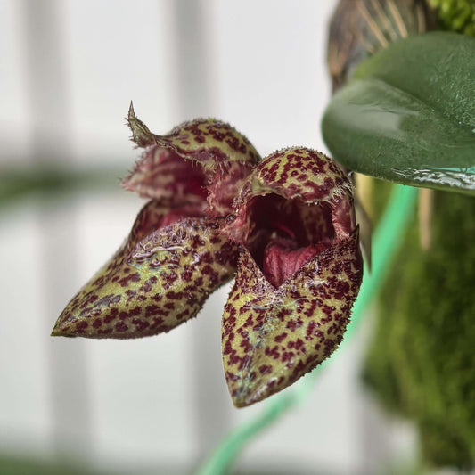 Bulbophyllum bootanoides is a mini-miniature orchid native to Vietnam and Thailand. It thrives in evergreen lowland forests at elevations around 1,450–1,500 meters (approximately 4,750–4,900 feet). This epiphytic orchid thrives in cool to warm conditions, making it well-suited for terrariums where temperature and humidity can be carefully controlled.