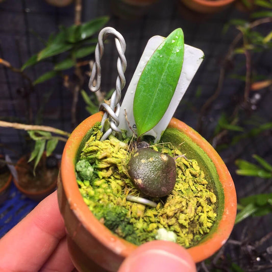 Bulbophyllum callichroma is a captivating miniature orchid species native to the montane cloud forests of New Guinea and the Bismarck Archipelago. This orchid is very small, making it perfect for terrariums where space and humidity can be carefully controlled.