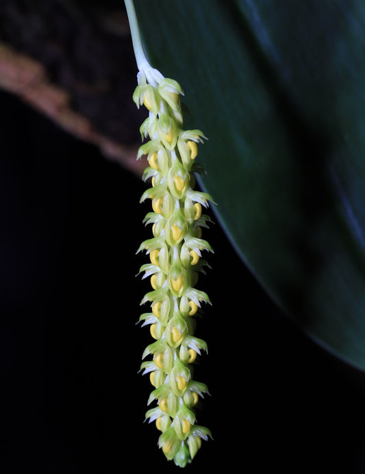 Bulbophyllum cariniflorum var. orlovii is an orchid described in 2018, native to Vietnam.